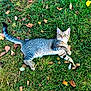 cat, tabby_cat, grass, leaves, autumn, outdoor, animal, pet, feline, nature, greenery, fall, playful, curious, lying_down, whiskers, tail, fur, eye, alert