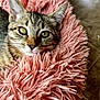 cat, tabby_cat, pet, close_up, fluffy_bed, pink, fur, whiskers, animal, cute, relaxed, indoor, soft_texture, cozy, face, ears, eyes, resting, comfort, domestic_cat