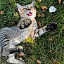 cat, kitten, playful, grass, autumn_leaves, outdoor, pet, feline, paw, tabby, animal, nature, young, cute, fur, whiskers, eyes, mouth_open, reaching, sunlight