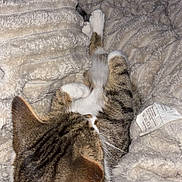 Flyers participe au concours pour gagner de l'argent avec cette photo : animal, bed, blanket, cat, comfort, cozy, cute, fur, home, indoor, mammal, paw, pet, relaxation, resting, sleeping, soft, tabby, texture, whiskers