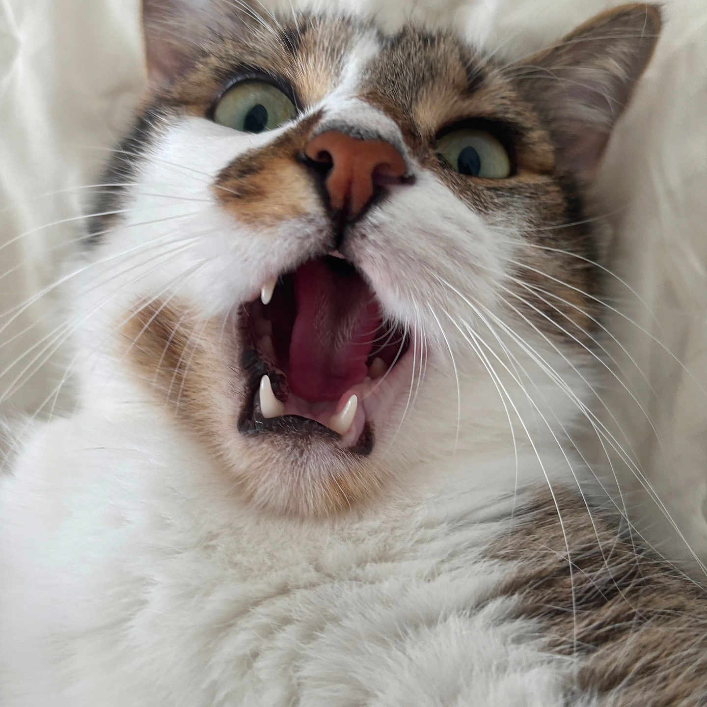 Flyers a rejoint le concours — aidez-le/la à gagner de superbes lots ! cat, animal, feline, close_up, portrait, fluffy, fur, whiskers, green_eyes, open_mouth, teeth, fangs, pink_nose, startled, funny, indoors, bedding, white_background, photography, cute