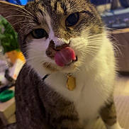 Flyers participe au concours pour gagner de l'argent avec cette photo : cat, tabby_cat, tongue_out, indoor, pet, close_up, white_paws, collar, tag, curious, feline, whiskers, blurred_background, domestic_animal, cute, animal, sitting, fur, face, playful