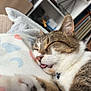 blanket, cat, close_up, collar, cozy, decor, feline, fur, home_interior, indoor, paw, pet, photo_frame, relaxed, shelf, sleeping, soft_texture, tabby, tongue_out, whiskers