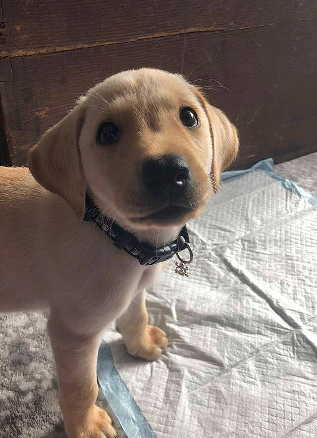 Floyd joined the competition — help win amazing prizes! canidae, carnivore, collar, companion_dog, dog, dog_breed, dog_collar, ear, fawn, fur, golden_retriever, gun_dog, pet_supply, puppy_love, retriever, snout, sporting_group, whiskers, wood, working_animal