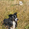 dog, dogs, border_collie, black_and_white, white_dog, outdoors, grass, tall_grass, meadow, field, nature, autumn, golden_grass, animal, pet, sitting, portrait, floppy_ears, open_mouth, sunlight