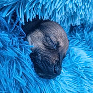 Boki a rejoint le concours — aidez-le/la à gagner de superbes lots ! puppy, dog, sleeping, sleepy, close_up, portrait, fur, muzzle, nose, closed_eyes, fluffy_blanket, blue, cozy, cute, resting, animal, pet, indoors, soft_texture, calm