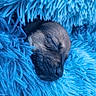 puppy, dog, sleeping, sleepy, close_up, portrait, fur, muzzle, nose, closed_eyes, fluffy_blanket, blue, cozy, cute, resting, animal, pet, indoors, soft_texture, calm