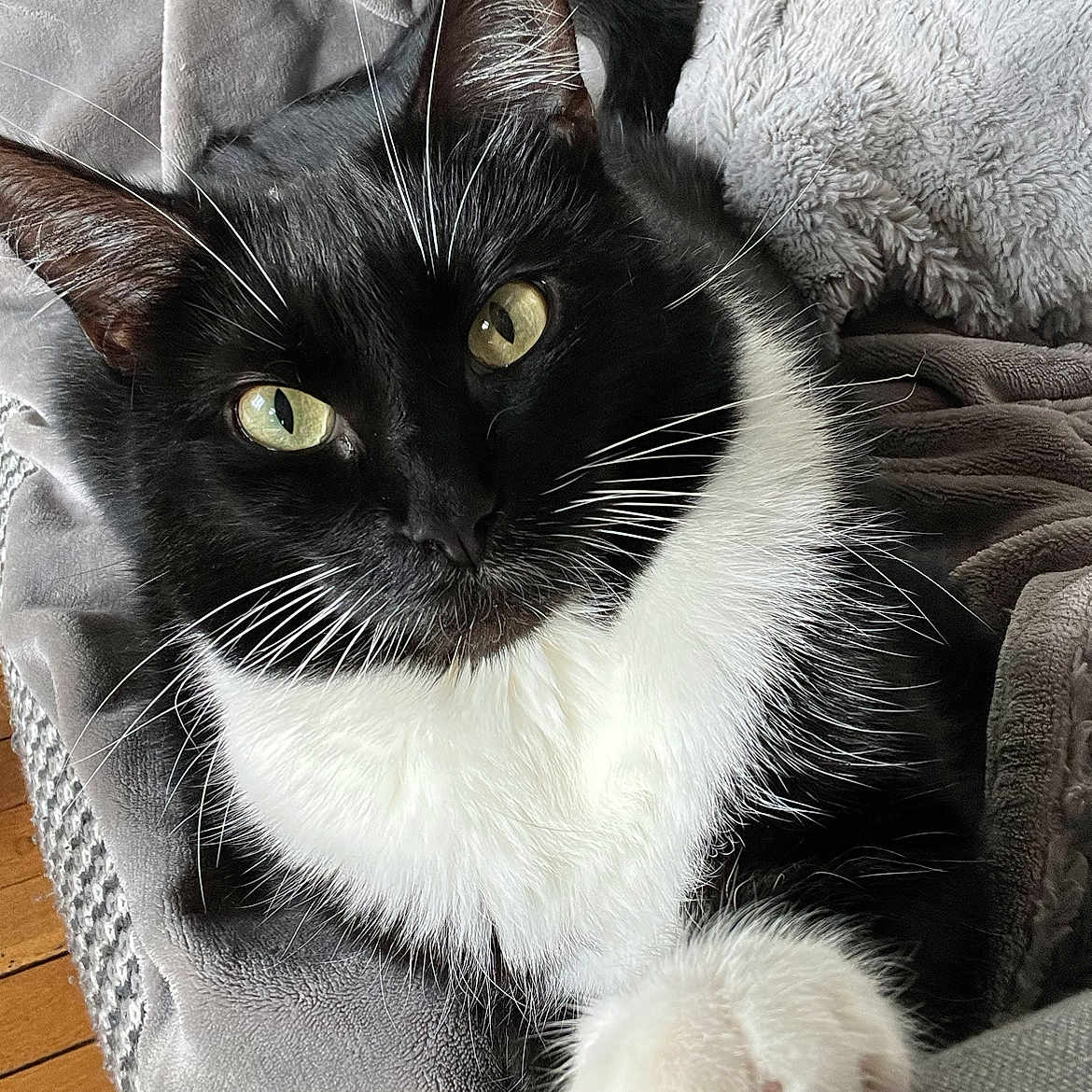 Meow participe au concours pour gagner de l'argent avec cette photo : abyssinian, animal, armchair, blackcat, blanket, cat, chair, couch, cushion, furniture, homedecor, kitten, manx, person, pet, quilt, sleeping