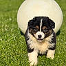 puppy, dog, grass, ball, outdoor, cute, tricolor, fur, animal, pet, nature, sunlight, small, young, playful, walking, adorable, fluffy, background_blur, daytime
