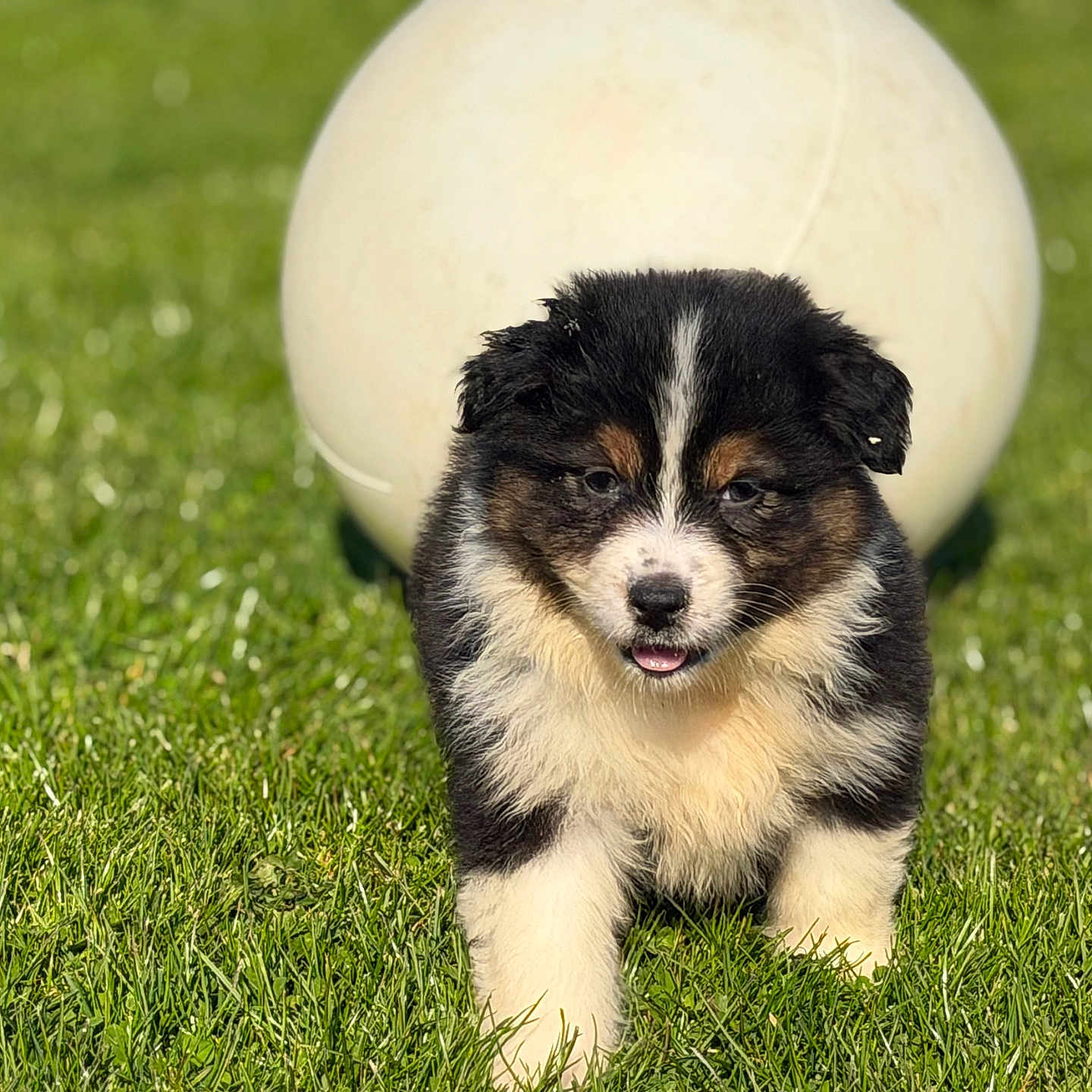 Lova participe au concours pour gagner de l'argent avec cette photo : puppy, dog, grass, ball, outdoor, cute, tricolor, fur, animal, pet, nature, sunlight, small, young, playful, walking, adorable, fluffy, background_blur, daytime