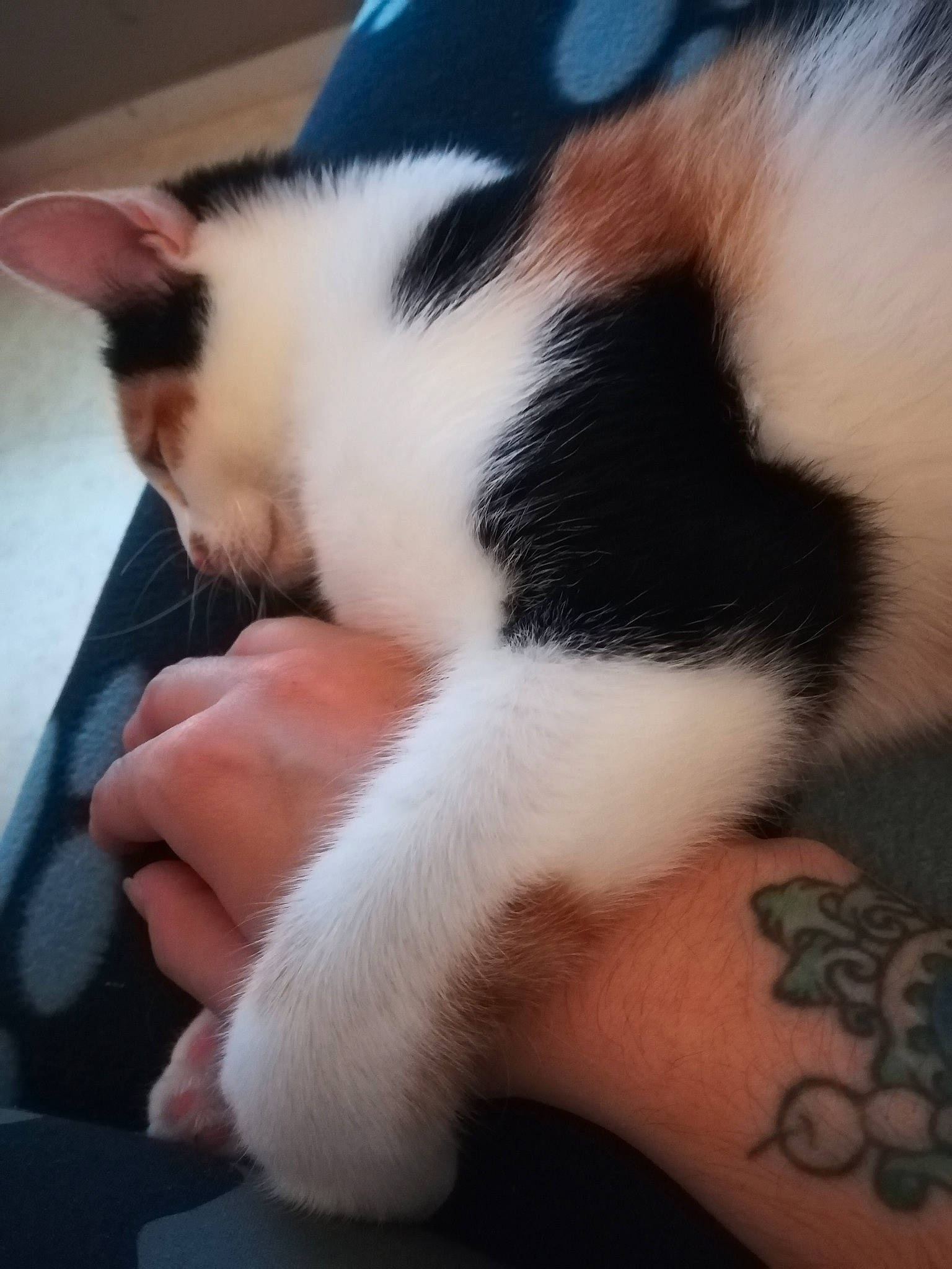 Elune a rejoint le concours — aidez-le/la à gagner de superbes lots ! arm, canidae, carnivore, cat, claw, ear, felidae, finger, fur, hand, leg, nail, nap, nose, paw, polydactyl_cat, skin, small_to_medium_sized_cats, snout, whiskers