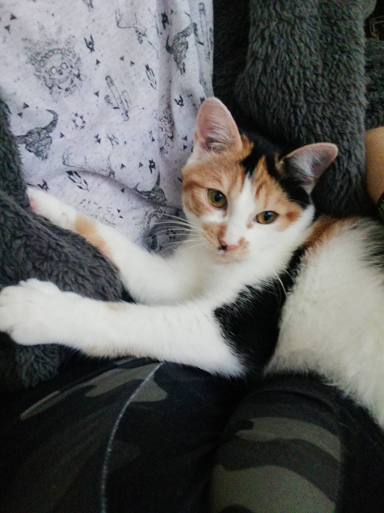 Elune participe au concours pour gagner de l'argent avec cette photo : aegean_cat, american_wirehair, carnivore, cat, domestic_short_haired_cat, ear, european_shorthair, eye, fawn, felidae, fur, kitten, leg, mammal, polydactyl_cat, skin, small_to_medium_sized_cats, tabby_cat, tail, whiskers