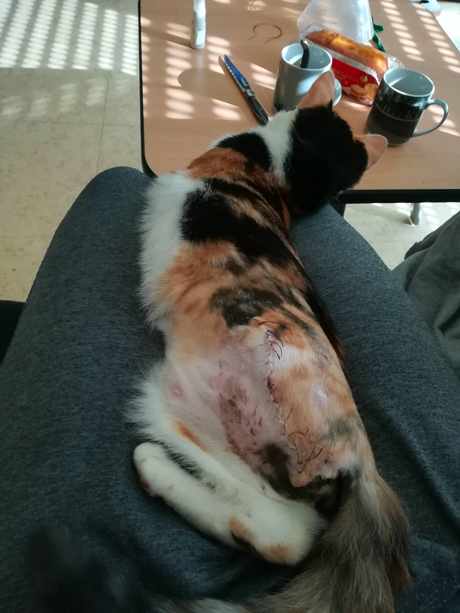 Elune a rejoint le concours — aidez-le/la à gagner de superbes lots ! canidae, carnivore, cat, dog_breed, ear, felidae, fur, small_to_medium_sized_cats, sporting_group, tail, whiskers