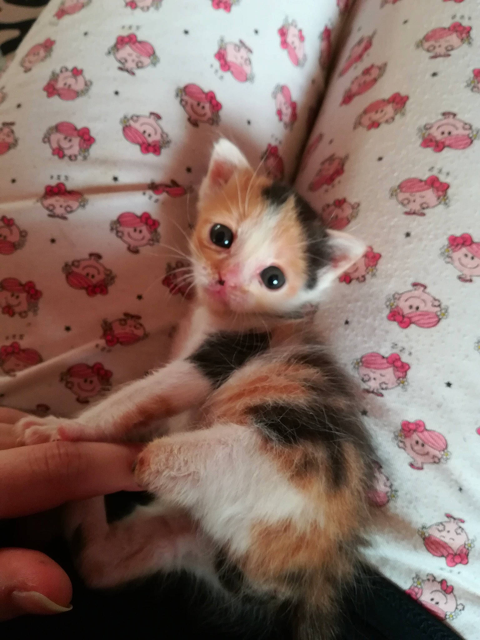 Elune a rejoint le concours — aidez-le/la à gagner de superbes lots ! carnivore, cat, european_shorthair, fawn, felidae, fur, kitten, norwegian_forest_cat, paw, polydactyl_cat, skin, small_to_medium_sized_cats, tail, turkish_angora, turkish_van, whiskers