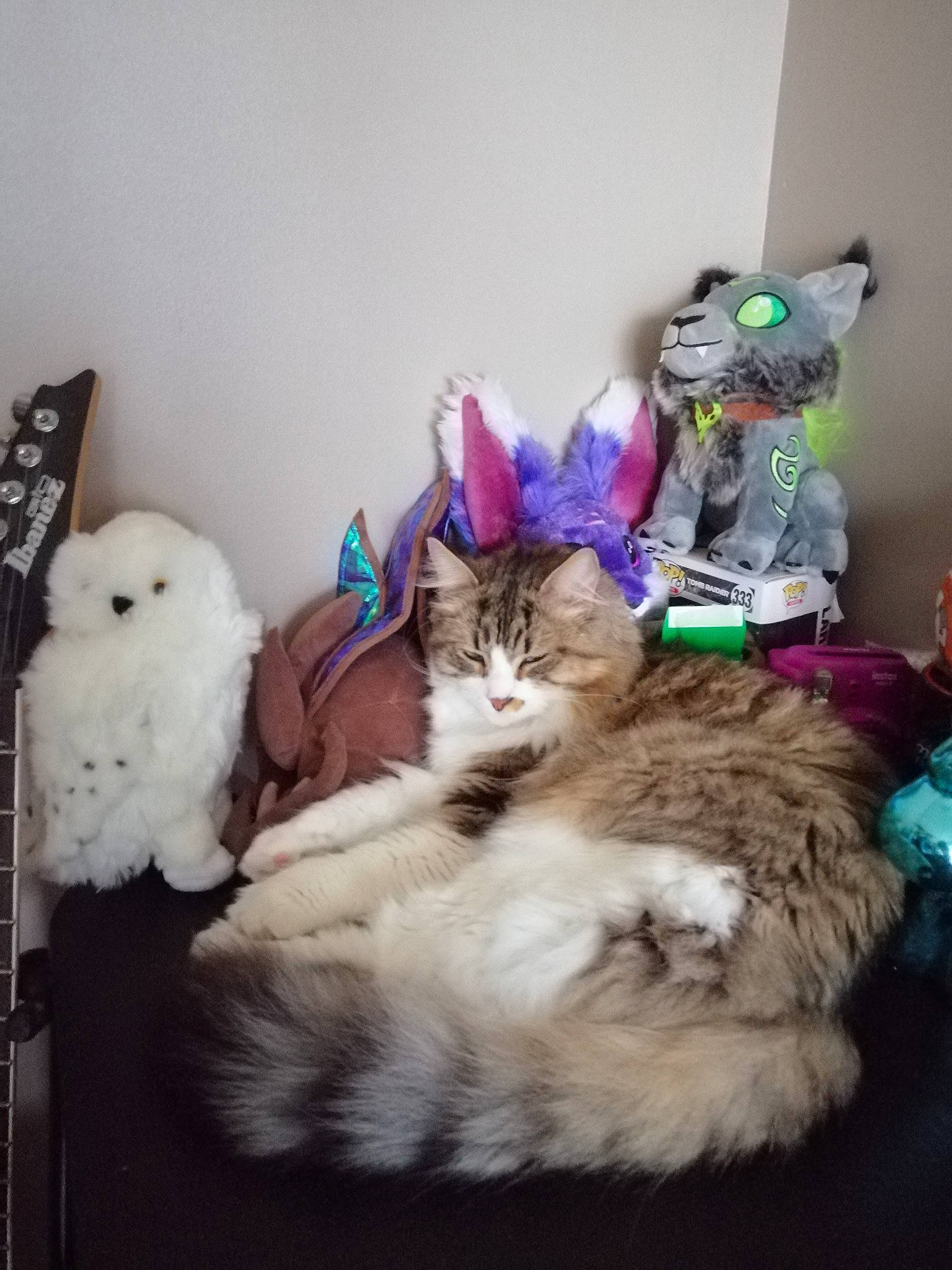 Loki a rejoint le concours — aidez-le/la à gagner de superbes lots ! american_curl, carnivore, cat, ear, felidae, fur, kitten, maine_coon, norwegian_forest_cat, persian, ragamuffin, ragdoll, siberian, small_to_medium_sized_cats, tabby_cat, tail, whiskers