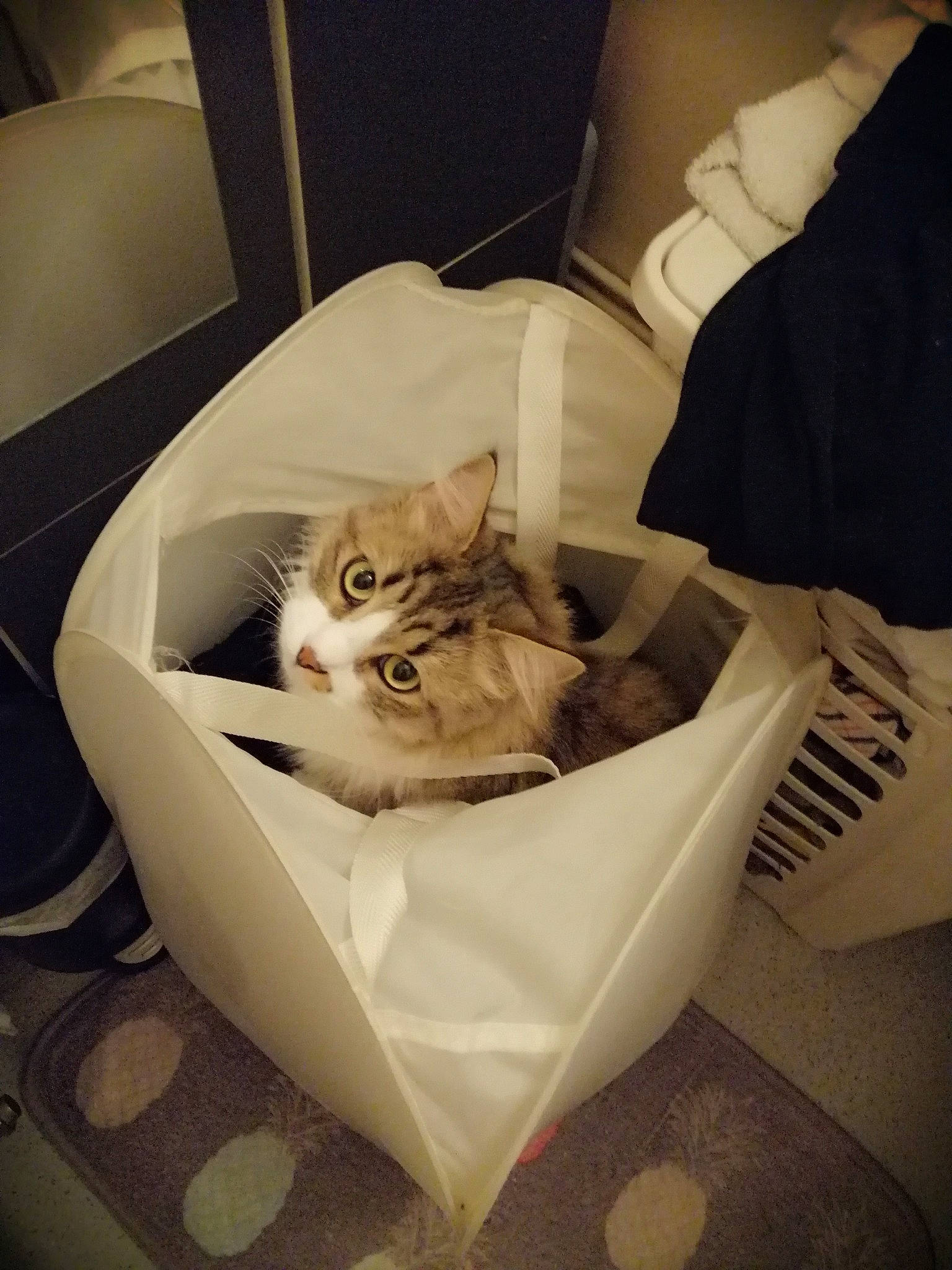 Loki a rejoint le concours — aidez-le/la à gagner de superbes lots ! american_shorthair, asian, carnivore, cat, domestic_short_haired_cat, european_shorthair, fawn, felidae, fur, kitten, norwegian_forest_cat, small_to_medium_sized_cats, turkish_van, whiskers