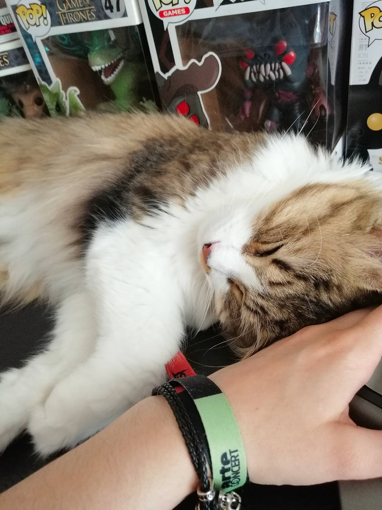 Loki participe au concours pour gagner de l'argent avec cette photo : arm, carnivore, cat, claw, domestic_long_haired_cat, domestic_short_haired_cat, ear, felidae, fur, hand, kitten, leg, norwegian_forest_cat, paw, polydactyl_cat, small_to_medium_sized_cats, whiskers