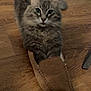 Murphy Lurz joined the competition — help win amazing prizes! animal, cat, cozy, curious, cute, domestic_cat, feline, flooring, fur, gray_cat, household, indoor, looking, paw, pet, resting, slipper, small_space, whiskers, wooden_floor