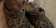 Murphy Lurz joined the competition — help win amazing prizes! animal, casual, cat, closeup, cozy, crocs, curious, curled_up, domestic_animal, feline, floor, fluffy, footwear, gray_cat, home, indoor, pet, resting, rug, shoes
