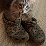 animal, casual, cat, closeup, cozy, crocs, curious, curled_up, domestic_animal, feline, floor, fluffy, footwear, gray_cat, home, indoor, pet, resting, rug, shoes