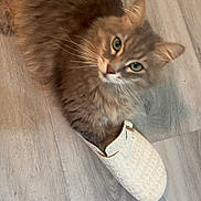 Murphy Lurz joined the competition — help win amazing prizes! animal, cat, cozy, curious, cute, domestic_animal, feline, floor, fur, gray_cat, green_eyes, household, indoor, mammal, pet, playful, resting, slipper, whiskers, wooden_floor
