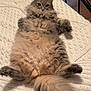 Murphy Lurz is registered to the contest to win money with this photo: animal, bed, bedspread, cat, cozy, cute, feline, fluffy, fur, gray, home, indoor, lying_down, paw, pet, relaxed, resting, sleepy, tail, whiskers