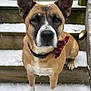 animal, bow_tie, brown_fur, close_up, collar, daylight, dog, ears, face, falling_snow, nose, outdoor, paws, pet, snow, stairs, tail, white_fur, winter, wooden_steps