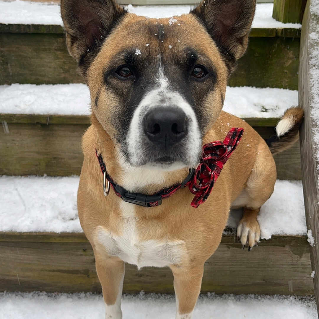 Kody Lurz joined the competition — help win amazing prizes! animal, bow_tie, brown_fur, close_up, collar, daylight, dog, ears, face, falling_snow, nose, outdoor, paws, pet, snow, stairs, tail, white_fur, winter, wooden_steps