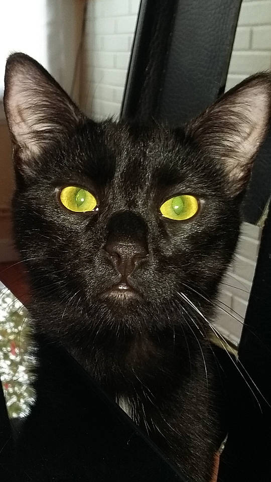 Django participe au concours pour gagner de l'argent avec cette photo : asian, black_cat, bombay, burmese, carnivore, cat, domestic_short_haired_cat, eye, felidae, havana_brown, korat, mammal, oriental_shorthair, small_to_medium_sized_cats, snout, vertebrate, whiskers