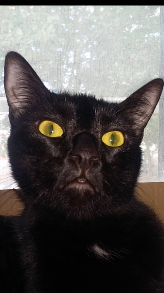 Django a rejoint le concours — aidez-le/la à gagner de superbes lots ! asian, black_cat, bombay, british_shorthair, burmese, carnivore, cat, domestic_short_haired_cat, ear, eye, felidae, kitten, mammal, small_to_medium_sized_cats, snout, vertebrate, whiskers