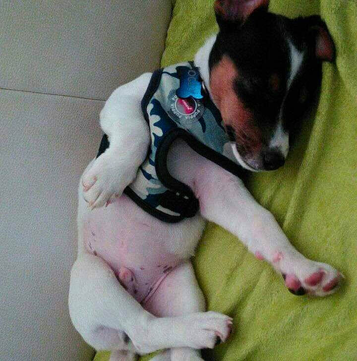 Oggy participe au concours pour gagner de l'argent avec cette photo : canidae, carnivore, chihuahua, comfort, companion_dog, dog, dog_breed, dog_clothes, dog_supply, fawn, foot, paw, small_terrier, snout, sporting_group, terrier, toy_dog, vertebrate, whiskers, working_animal