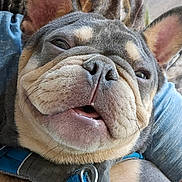 Tank joined the competition — help win amazing prizes! dog, french_bulldog, pet, close_up, canine, animal, blue_harness, wrinkles, cute, sleepy, tongue, ears, fur, snout, mouth, indoor, blanket, resting, companion, domestic