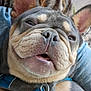 dog, french_bulldog, pet, close_up, canine, animal, blue_harness, wrinkles, cute, sleepy, tongue, ears, fur, snout, mouth, indoor, blanket, resting, companion, domestic
