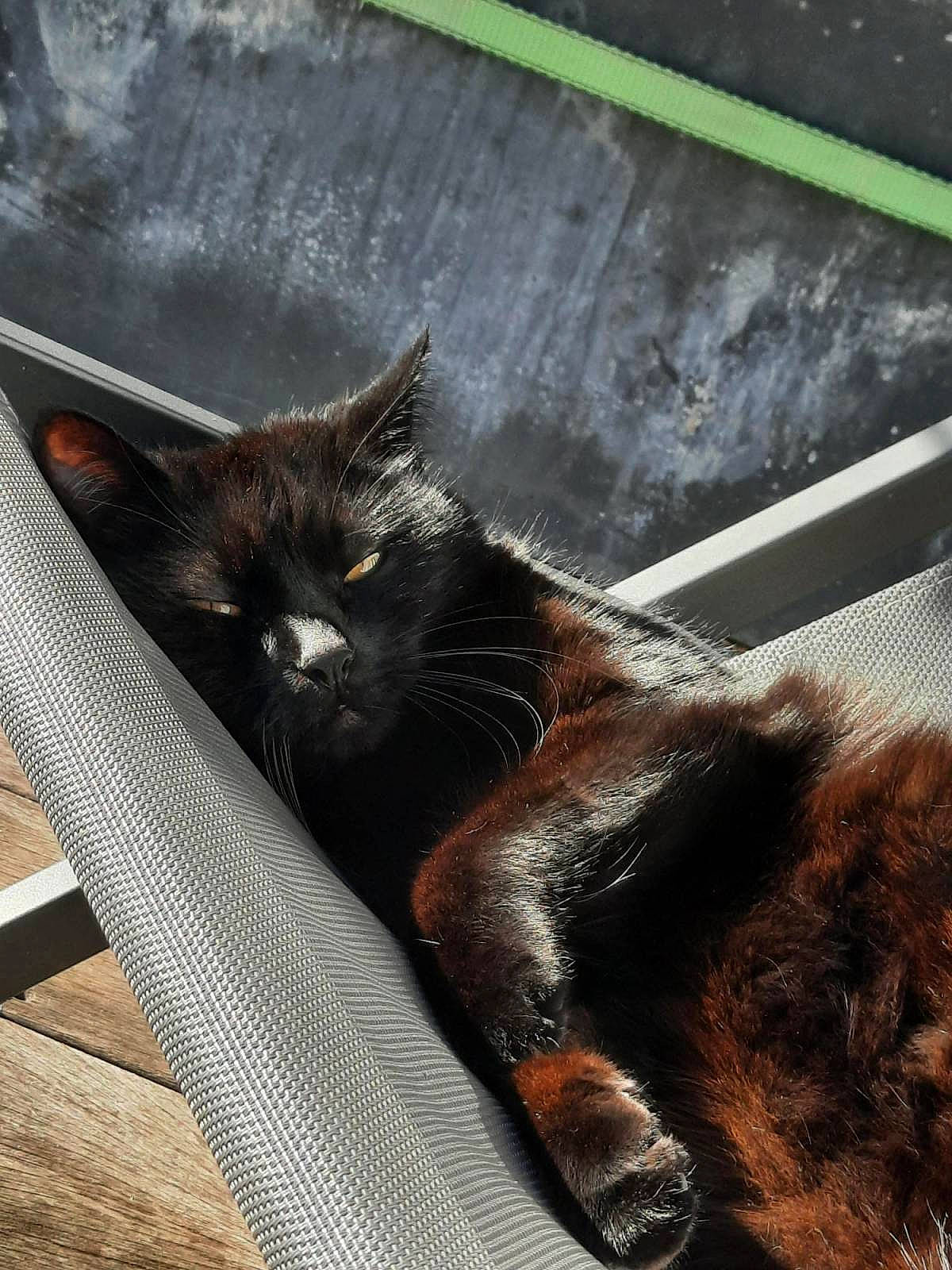 Juju participe au concours pour gagner de l'argent avec cette photo : black_cat, carnivore, cat, claw, comfort, domestic_short_haired_cat, felidae, foot, fur, human_leg, mammal, outdoor_furniture, paw, small_to_medium_sized_cats, tail, terrestrial_animal, whiskers, wood