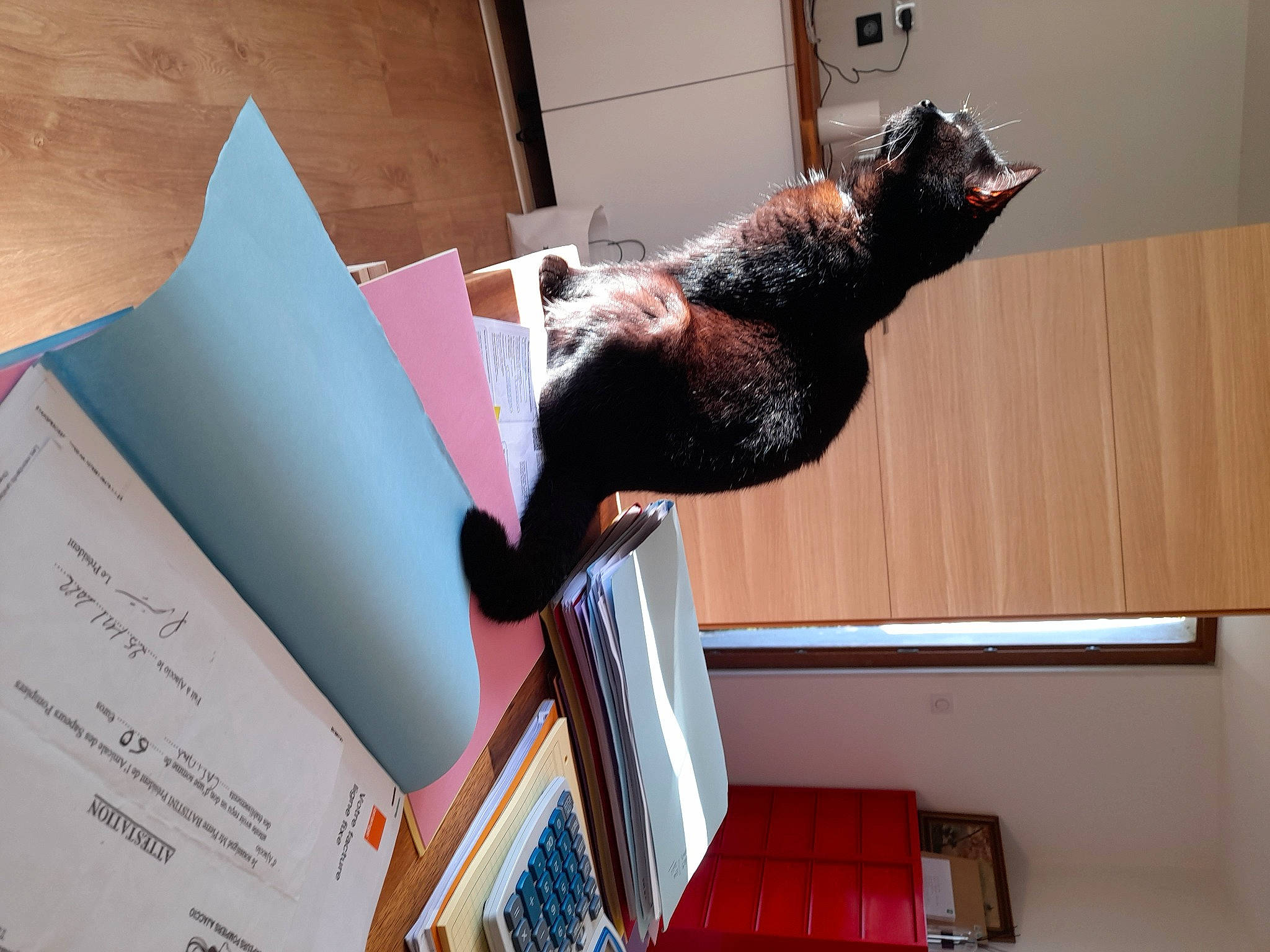 Juju participe au concours pour gagner de l'argent avec cette photo : cat, domestic_short_haired_cat, felidae, flooring, fur, hardwood, office_supplies, paper, paper_product, room, shelf, small_to_medium_sized_cats, sporting_group, table, tail, visual_arts, whiskers, wood