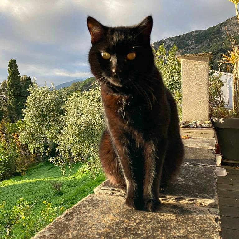 Juju