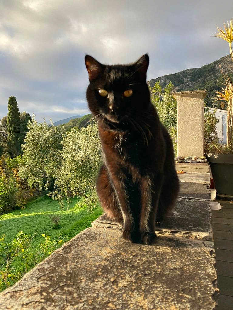 Juju