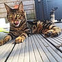animal, cat, chair, closeup, deck, ears, feline, garden, outdoor, paws, pet, playful, relaxed, striped, sunlight, tabby, tail, tongue, whiskers, wooden_floor