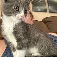 Mochi joined the competition — help win amazing prizes! kitten, cat, gray_and_white, pet, animal, indoor, person, glasses, couch, home, furniture, curious, sitting, fur, whiskers, close_up, portrait, cozy, comfortable, lap