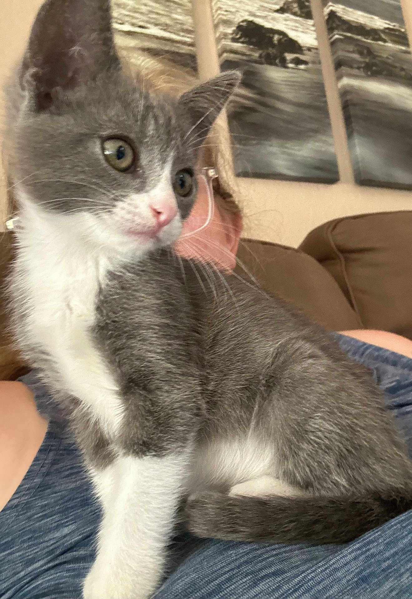 Mochi