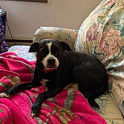 Lucy Lou is registered to the contest to win money with this photo: dog, black_and_white, blanket, couch, floral_pattern, indoor, window, decorations, pet, relaxed, collar, fur, living_room, resting, home, comfort, animal, canine, domestic, cozy