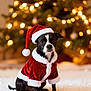Lucy Lou joined the competition — help win amazing prizes! dog, christmas, santa_hat, holiday, festive, black_and_white, pet, costume, christmas_tree, decorations, lights, indoor, fluffy_rug, cute, animal, celebration, winter, seasonal, portrait, sitting