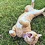 animal, cat, collar, cute, daylight, ears, fur, grass, green, lying_down, mammal, mouth_open, nature, orange_tabby, outdoor, pet, playful, relaxed, tongue, whiskers