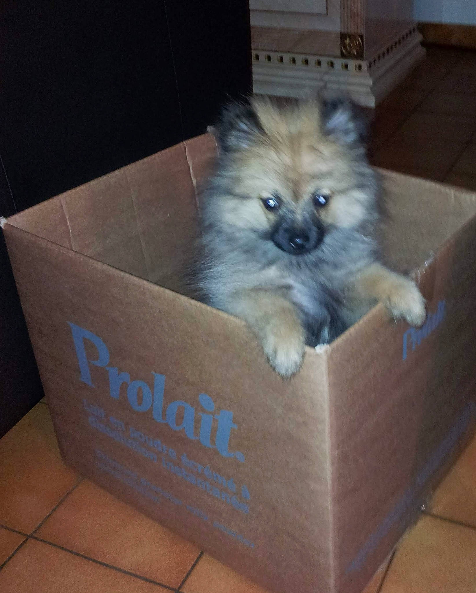 Hermès a rejoint le concours — aidez-le/la à gagner de superbes lots ! box, canidae, cardboard, carnivore, carton, companion_dog, dog_breed, dog_supply, fawn, felidae, fur, non_sporting_group, packaging_and_labeling, shipping_box, small_to_medium_sized_cats, snout, tail, toy_dog, whiskers, working_animal