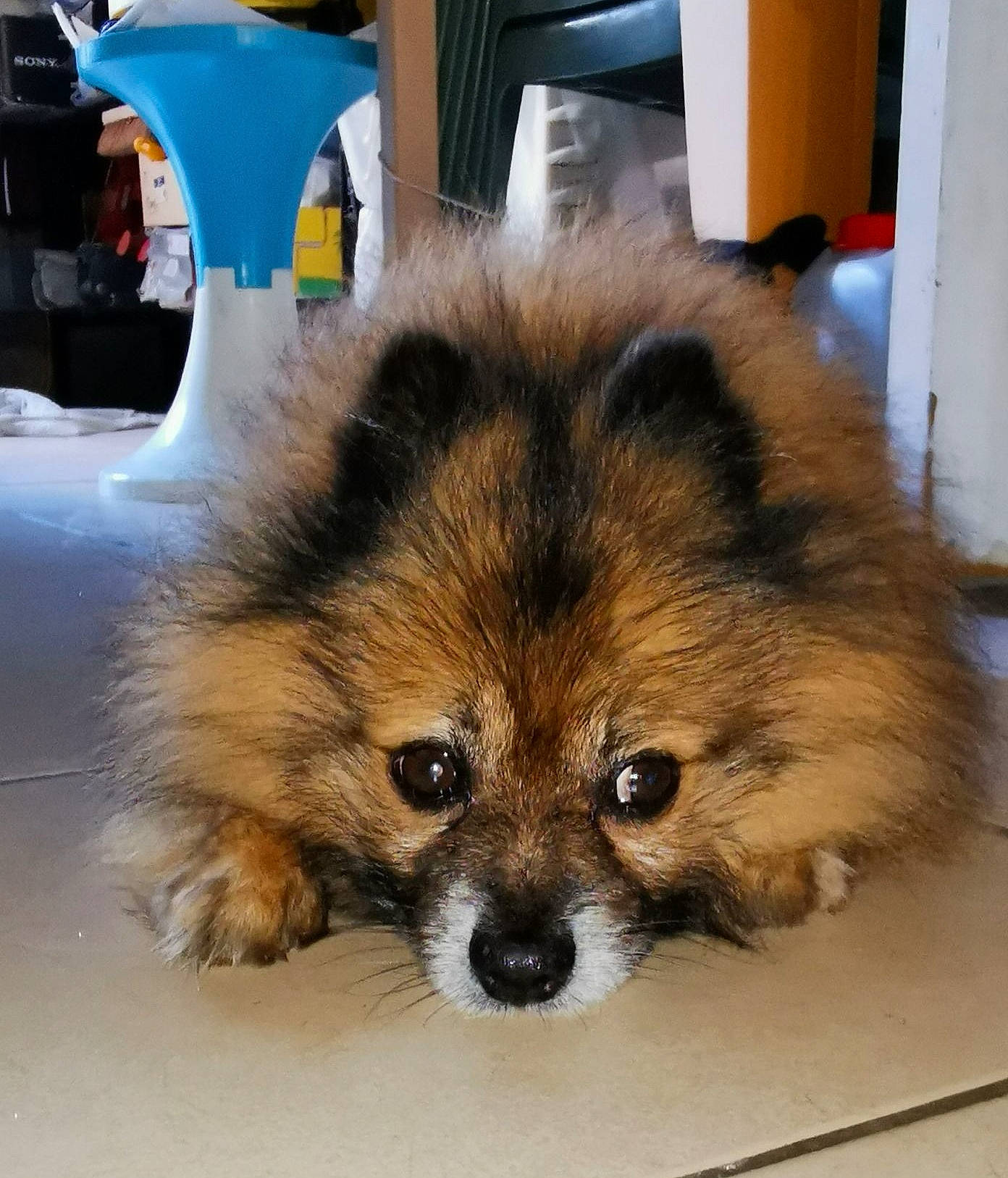 Hermès a rejoint le concours — aidez-le/la à gagner de superbes lots ! ancient_dog_breeds, canidae, carnivore, companion_dog, dog, dog_breed, fawn, fur, non_sporting_group, snout, spitz, sporting_group, terrestrial_animal, toy_dog, whiskers, working_animal, working_dog