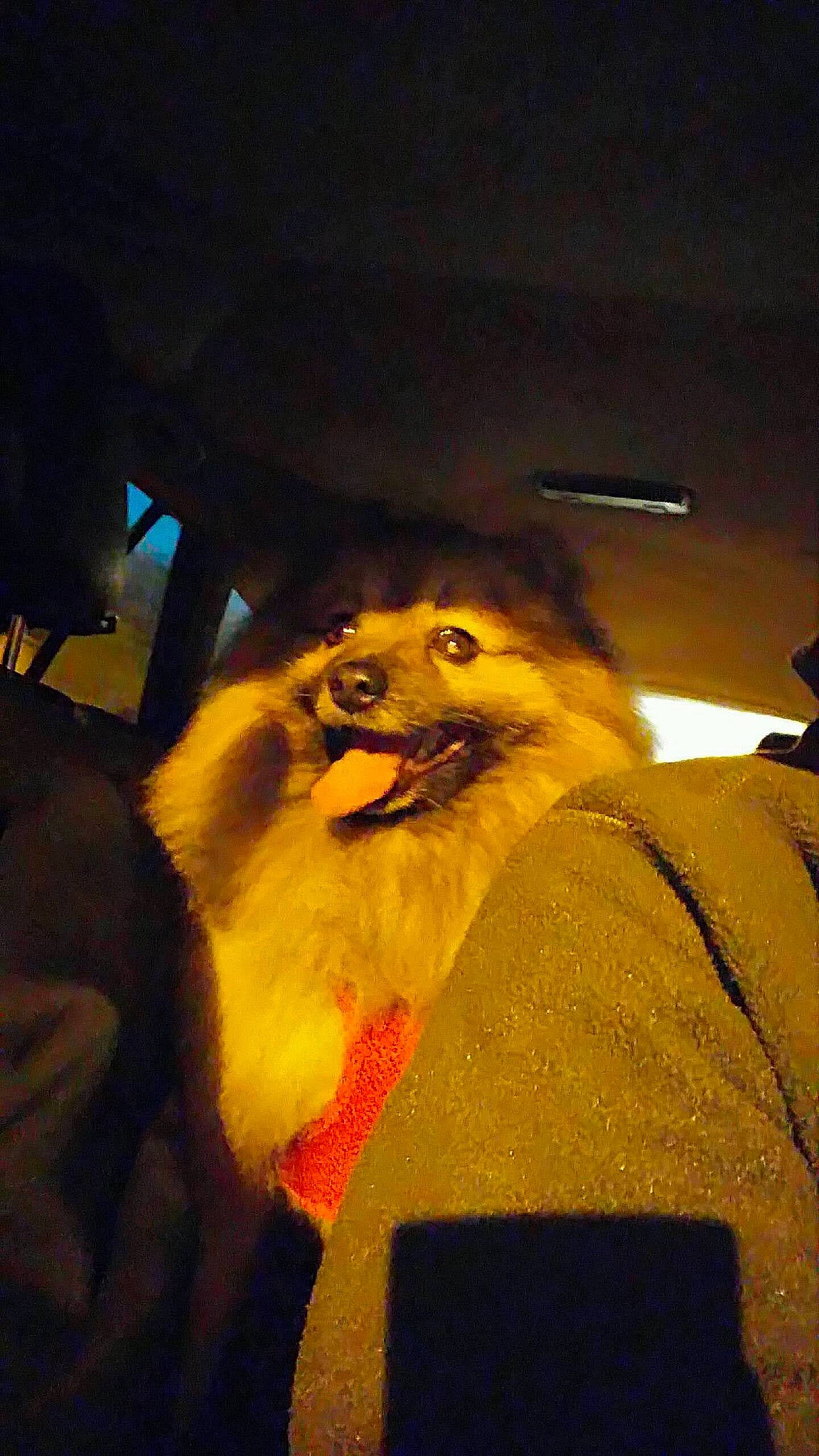 Hermès a rejoint le concours — aidez-le/la à gagner de superbes lots ! art, canidae, carnivore, companion_dog, dog, dog_breed, facial_hair, fang, felidae, fun, fur, night, snout, spitz, sporting_group, tail, tints_and_shades, toy_dog, whiskers