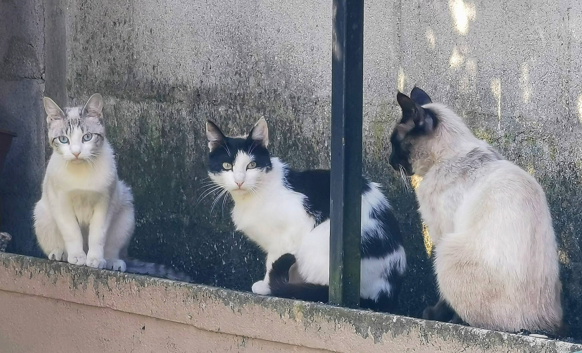 Mozzarella a rejoint le concours — aidez-le/la à gagner de superbes lots ! carnivore, cat, domestic_short_haired_cat, door, felidae, fur, grey, monochrome, monochrome_photography, plant, siamese, sitting, small_to_medium_sized_cats, snout, street, tail, terrestrial_animal, tree, whiskers, window
