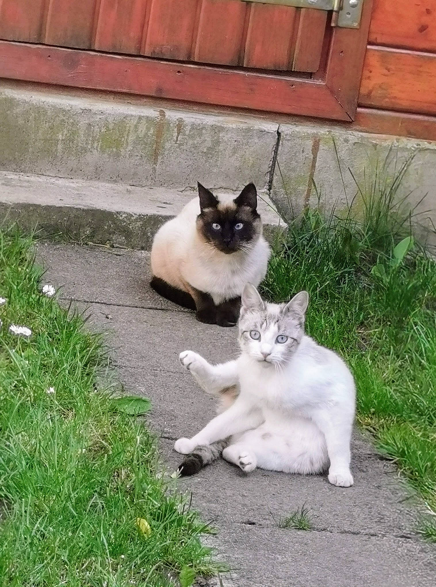 Mozzarella participe au concours pour gagner de l'argent avec cette photo : asphalt, carnivore, cat, domestic_short_haired_cat, eye, fawn, felidae, fur, grass, groundcover, line, plant, road_surface, sidewalk, sitting, small_to_medium_sized_cats, snout, tail, terrestrial_animal, whiskers