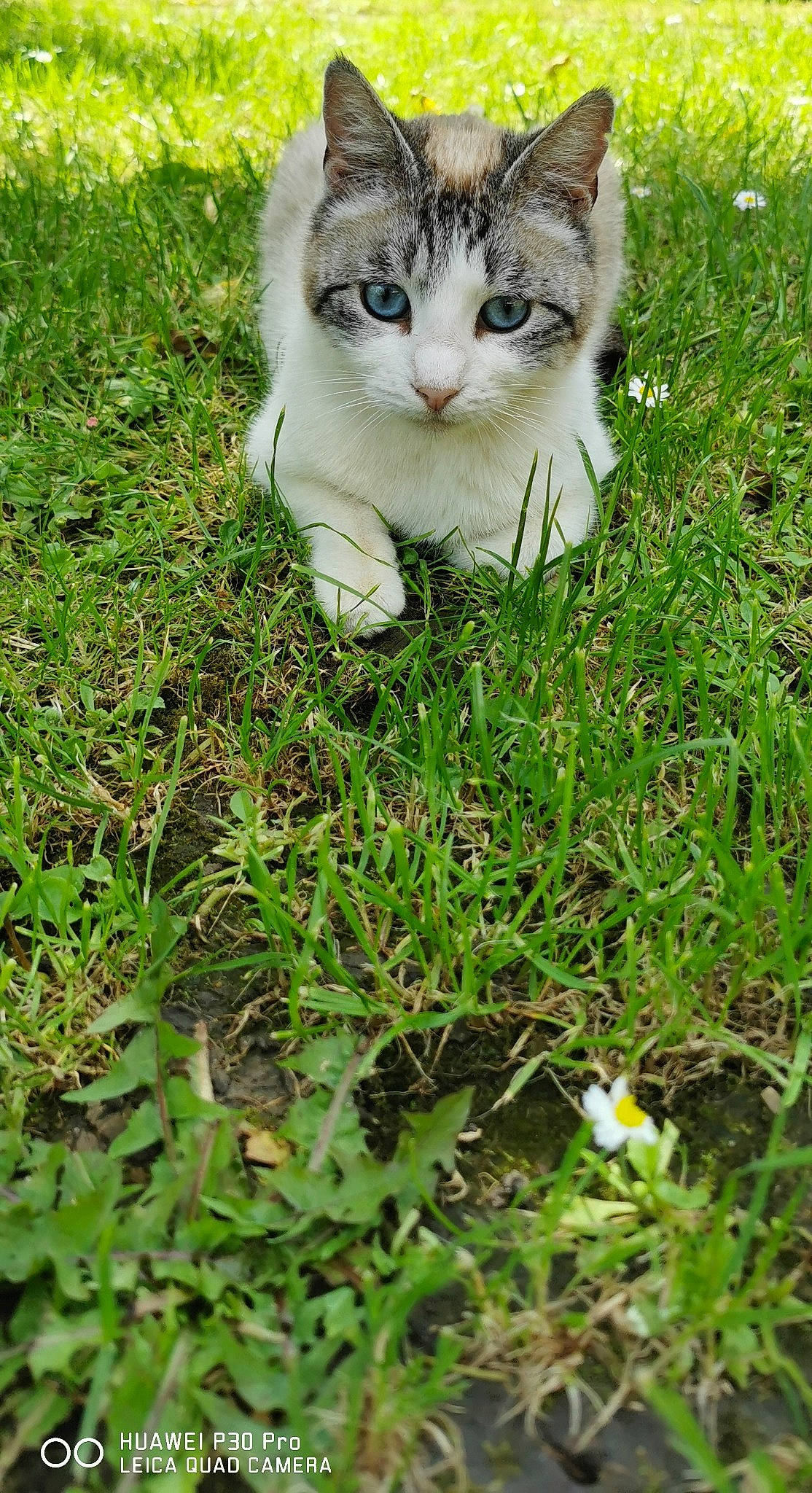 Mozzarella participe au concours pour gagner de l'argent avec cette photo : carnivore, cat, domestic_short_haired_cat, felidae, fur, grass, grass_family, grassland, groundcover, herbaceous_plant, lawn, people_in_nature, plant, sitting, small_to_medium_sized_cats, soil, tail, terrestrial_animal, tree, whiskers