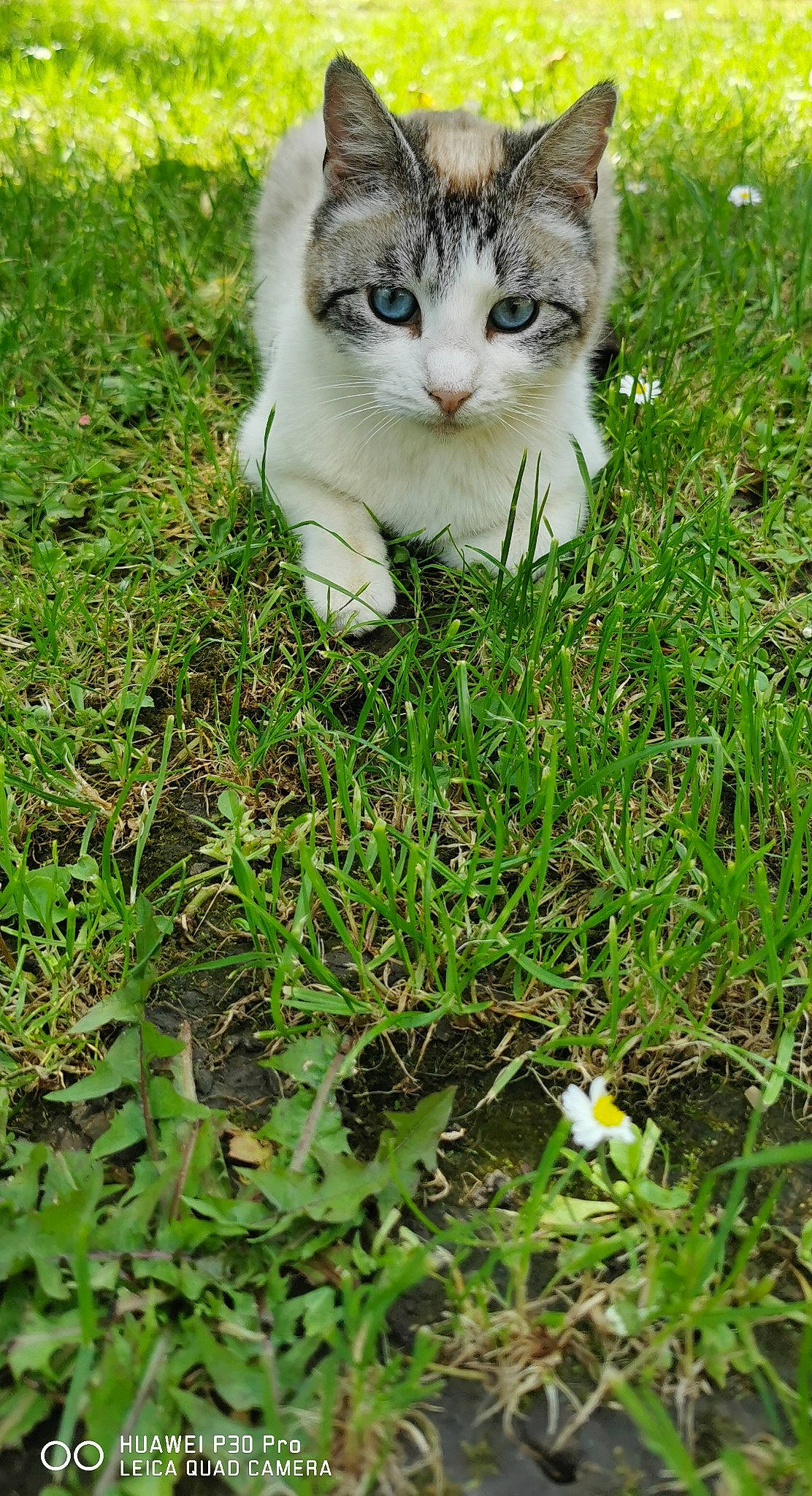 Mozzarella a rejoint le concours — aidez-le/la à gagner de superbes lots ! carnivore, cat, domestic_short_haired_cat, felidae, foot, fur, grass, grass_family, grassland, groundcover, human_leg, lawn, people_in_nature, plant, small_to_medium_sized_cats, soil, tail, terrestrial_animal, tree, whiskers